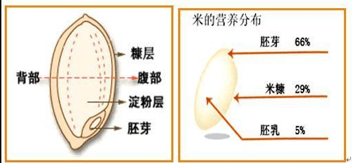 新鲜!智能碾米机小区内现碾胚芽米
