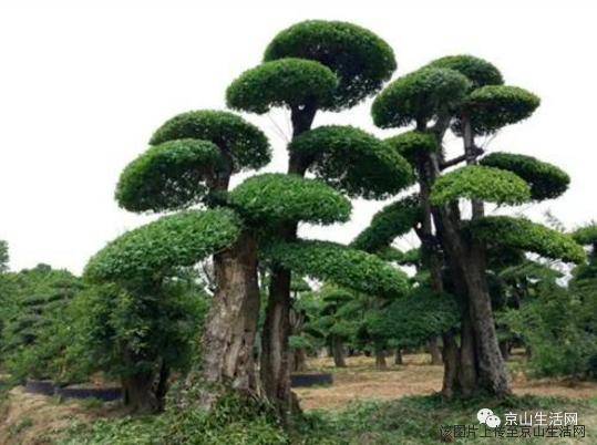 村庄里那棵高大的对节树