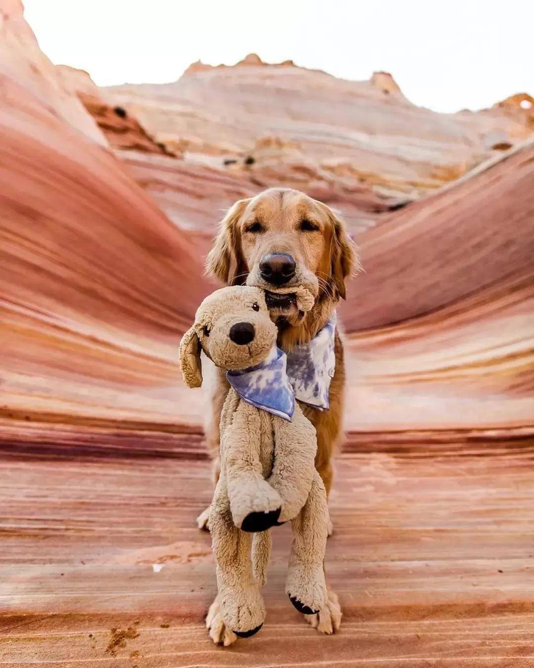 被开除的导盲犬，竟摇身一变成了“旅游博主”！