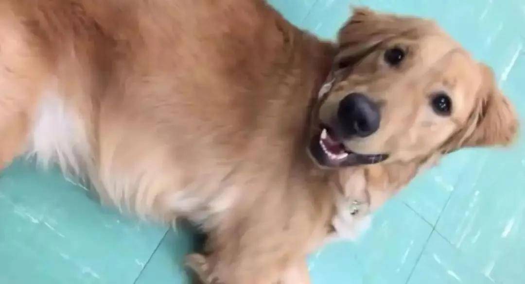 被开除的导盲犬，竟摇身一变成了“旅游博主”！