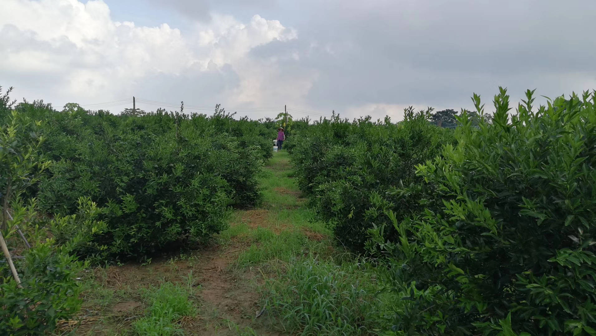 茶更的新会柑种植基地硕果累累,今年的陈皮会丰收