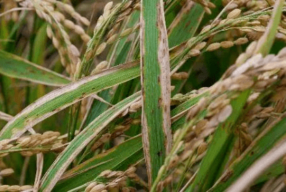 水稻有哪些常见病虫害如何防治