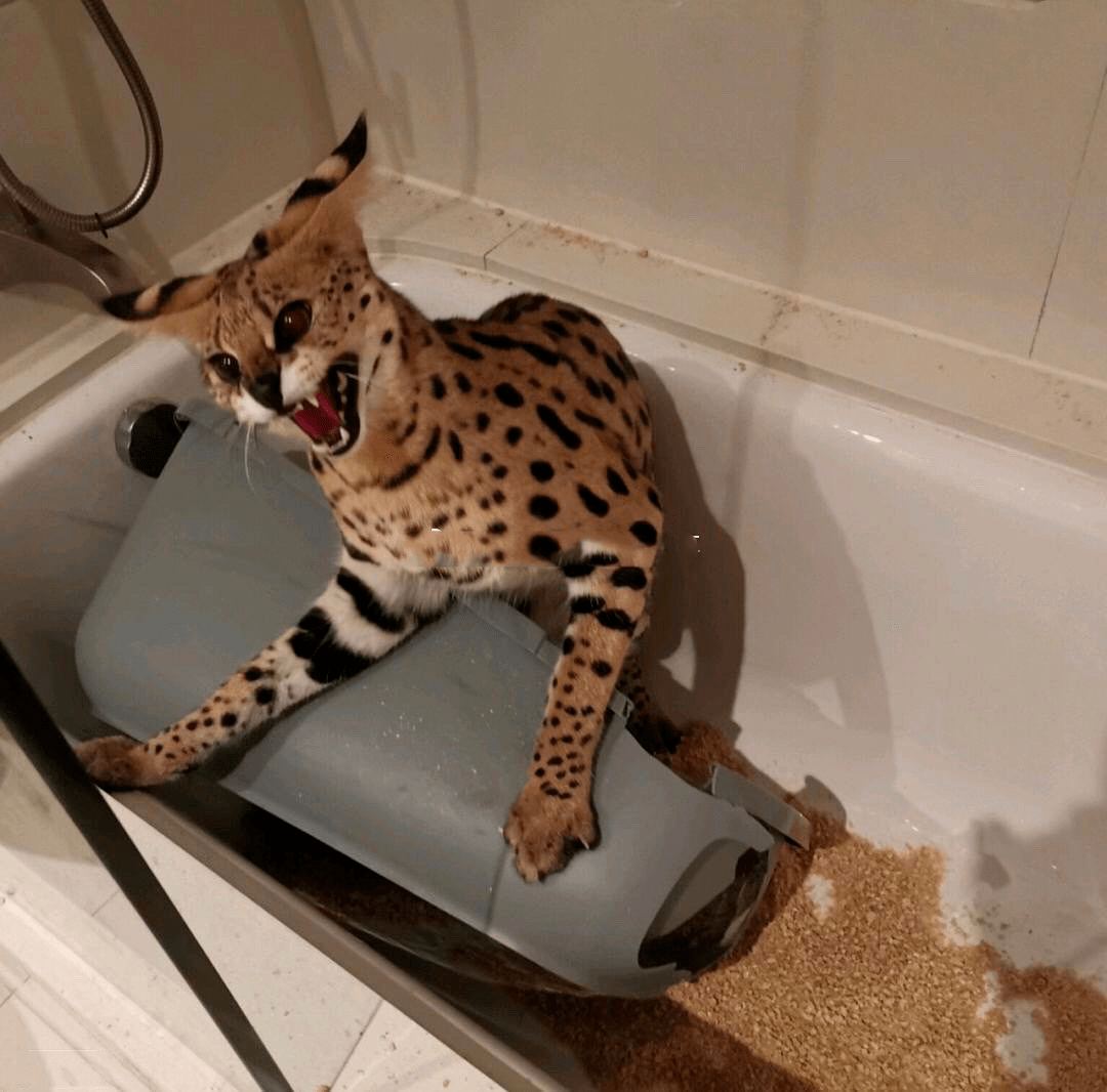 猫咪网人口_人口普查图片(3)