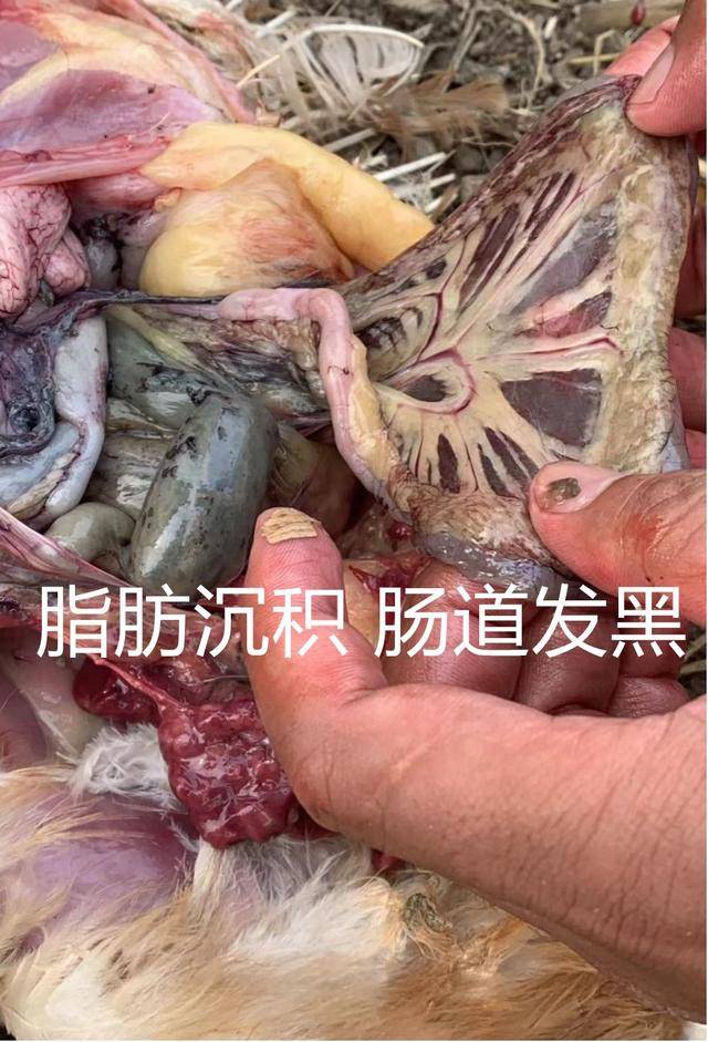 不要小看小小的霉菌毒素,它对蛋鸡的影响可不小!