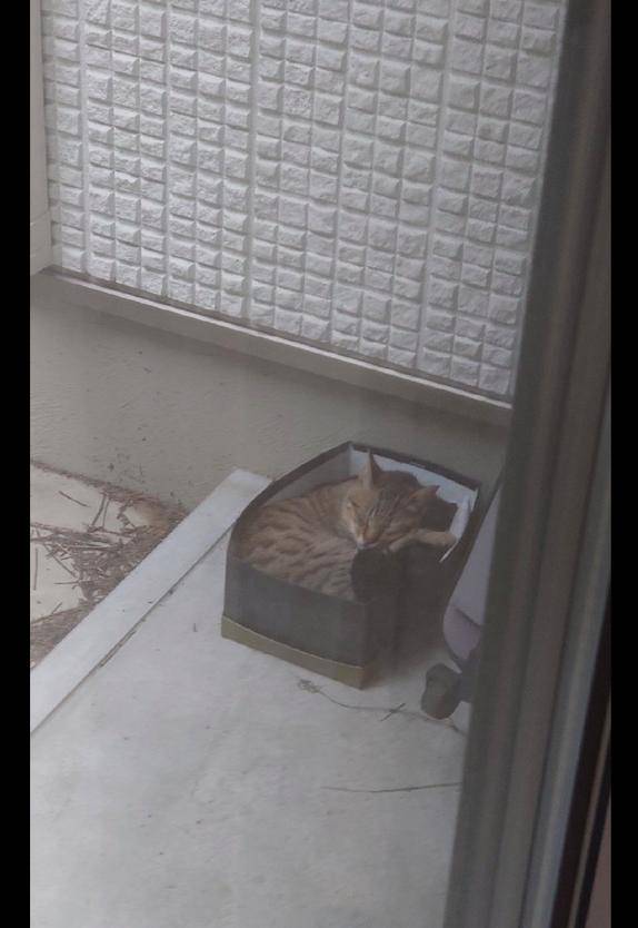 猫咪|第二天里面就长出两只猫,还被喂了把狗粮网友在屋外放了鞋盒子