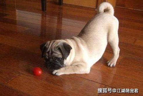 狗狗|对其他狗就不感兴趣了?这几点让我爱了为什么养了“巴哥犬”后