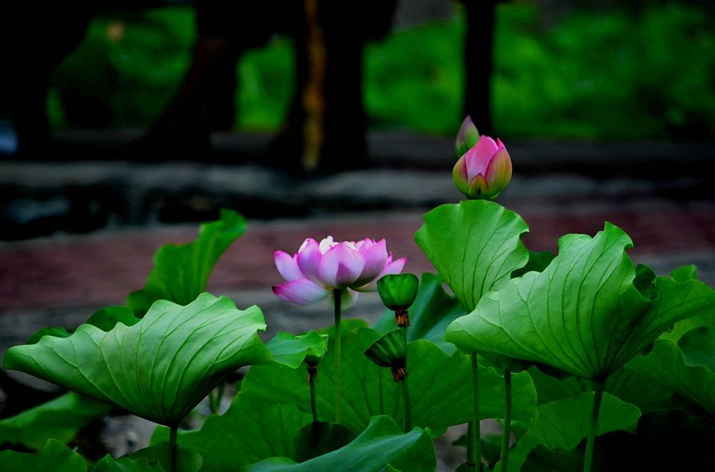 莲花姊妹秀出各自的风韵,曲径通幽处,汉白玉栏杆正抚摸一朵朵莲花的