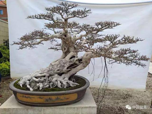 三十余年盆景生涯的背后是爱好