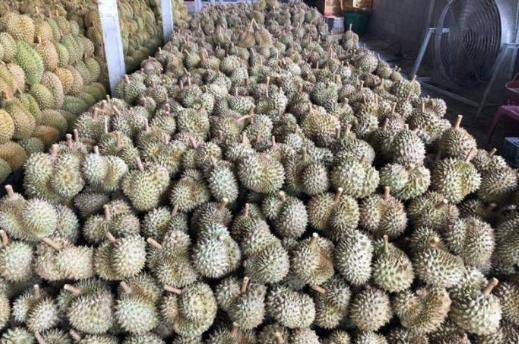 做榴莲批发生意赚钱吗现在