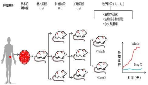 pdx模型—肿瘤个性化用药指导的福音