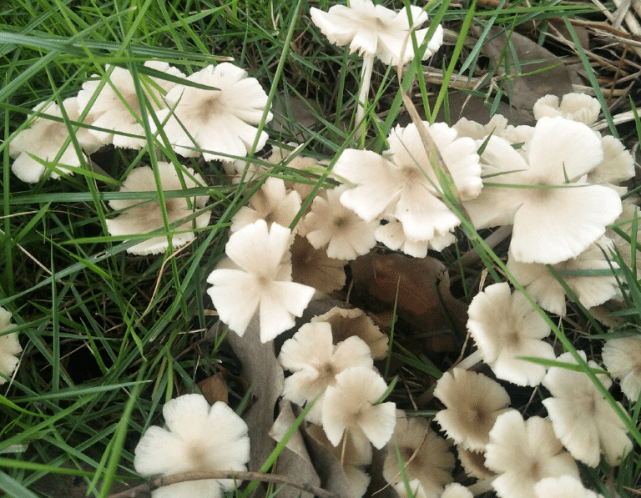 公司草坪现鸡枞窝长出鸡枞花百余朵