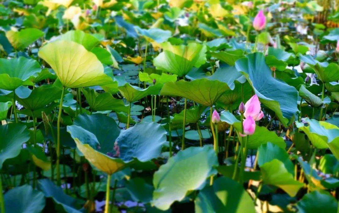 丫环|井栏壶中寓意深，不懂井栏壶，人生难成功！出梅入伏，高考顺利
