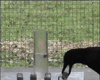 搞笑gif:虽然结婚是大喜事,但也要遵守交通规则啊!