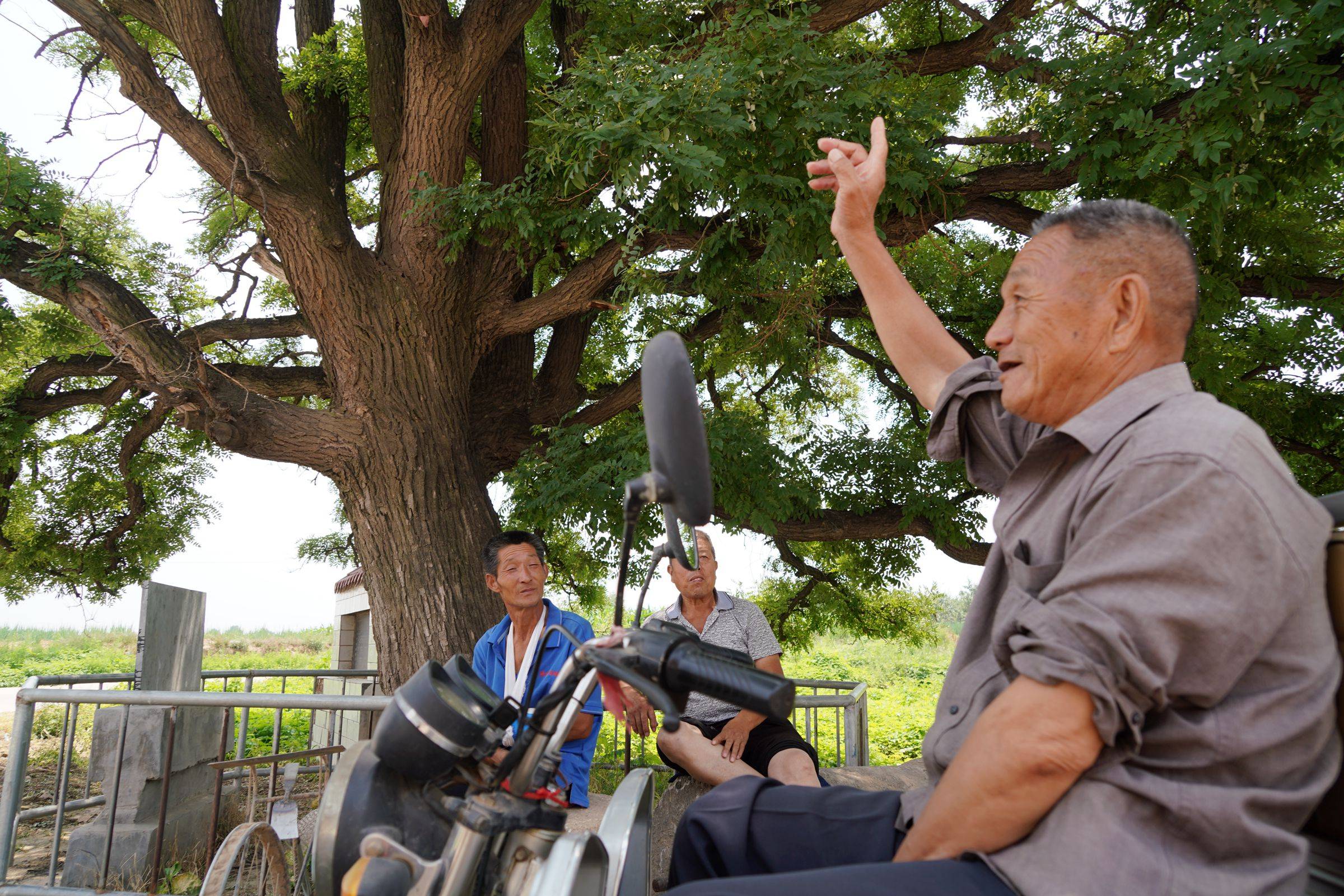 原创山西农村60年大槐树挂满槐米,有人浇水无人采摘,咋回事