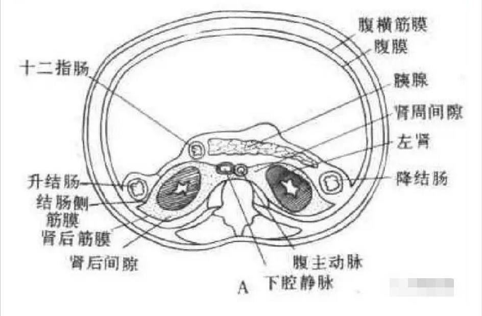 解剖丨腹膜后间隙(包懂包会!