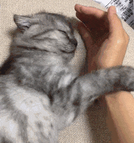 原创想要购买宠物猫须防