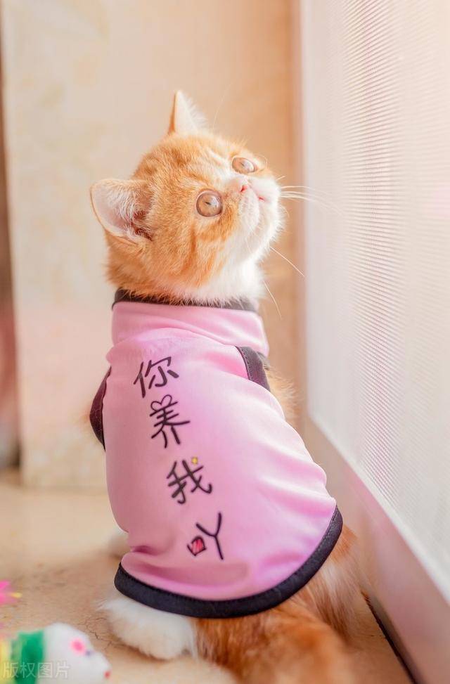 「主人」一旦养了,就只认定你一个主人了,这5种猫不要随便养