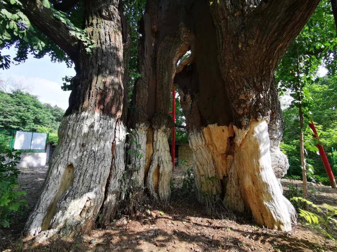 蚌埠锥子山森林公园:千年银杏树,栖岩寺石屋