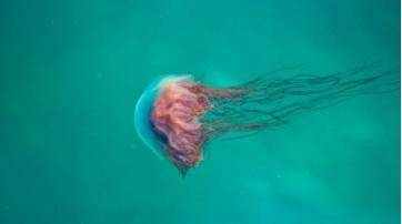 调剂|高考志愿“服从专业调剂”，是填？还是不填？