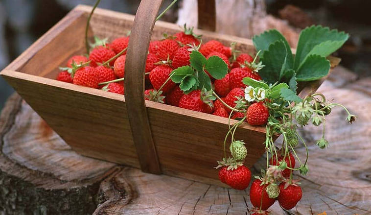 【孕妇可以吃草莓吗】孕妇吃草莓好吗_孕妇能吃草莓吗
