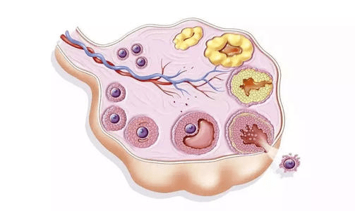 导致卵泡发育不成熟的原因有哪些?