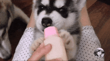 小狗被撞受伤,狗妈路边嚎叫求人帮助,求助场面让人泪目