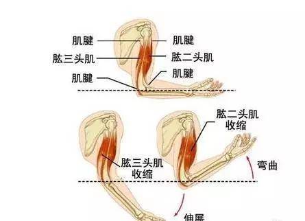 选择上,虽然主要是弯举与臂屈伸,但是不同的姿势也会有重点的刺激部位