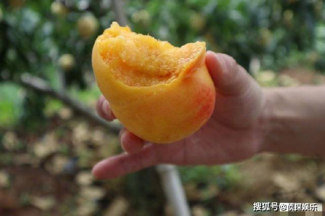 章子怡晒一家四口进山摘桃,小苹果身高超妈妈,醒醒变可爱小吃货