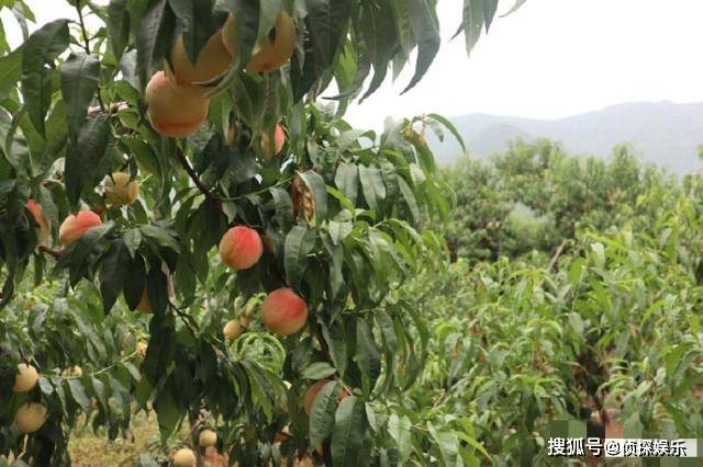 章子怡晒一家四口进山摘桃,小苹果身高超妈妈,醒醒变可爱小吃货
