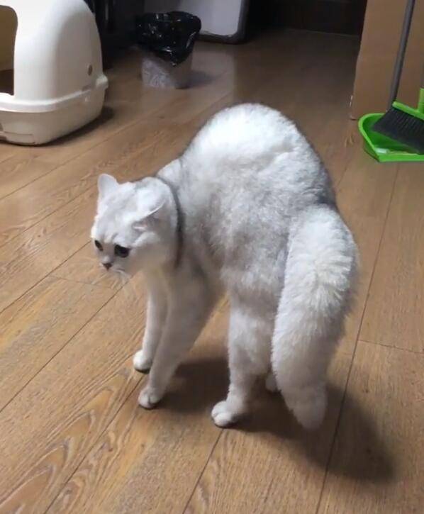 原创主人装扮成大灰狼,猫咪吓得立马炸毛,差点失去理智