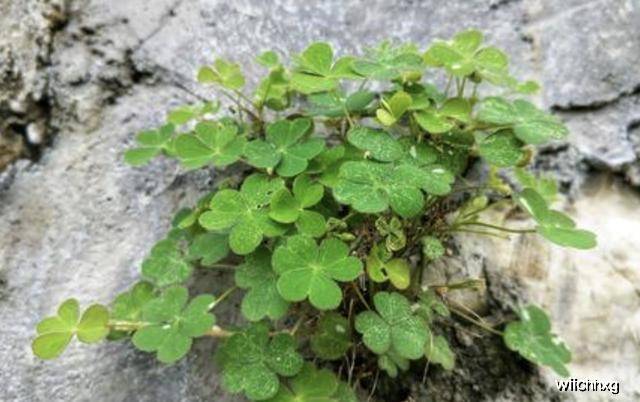 能开花的"野草",被称为"酸酸草",长着"萝卜根",看着美