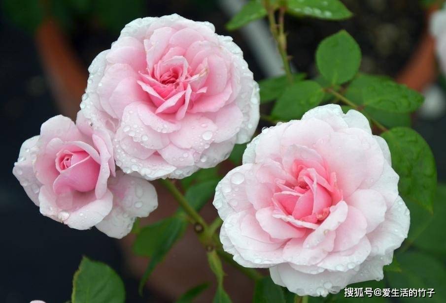 藤本月季和蔷薇图片 0c06bb2f3bb34211802b4ae0a45ff67f.jpeg