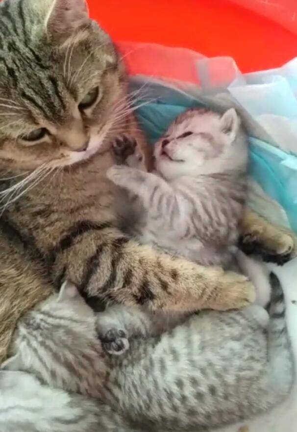 小奶猫撩猫妈妈戏耍,结果做出这反应,铲屎官:一孕傻三年