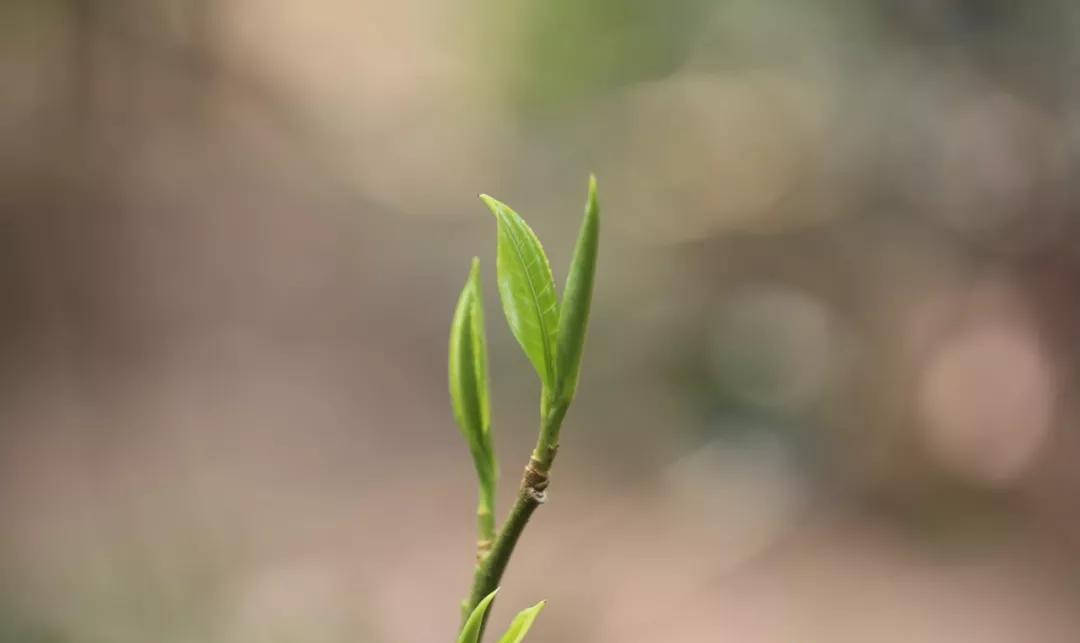 干货分享千年香茗今犹在景迈茶山入梦来