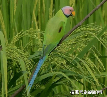 带你认识我国原生鹦鹉_中国