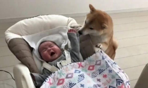 狗狗|婆婆大喊：我刚刷到狗咬伤婴儿的视频！孩子妈去买盐让狗看着娃