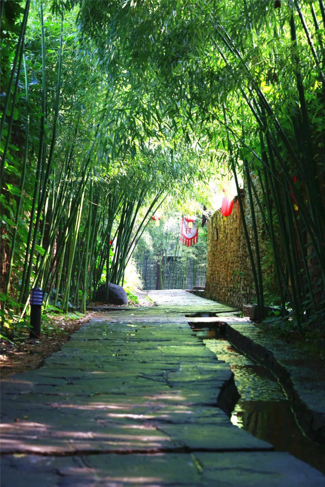 当夏雨倾泻而下,竹泉村的竹子焕发出被洗刷般的翠绿.