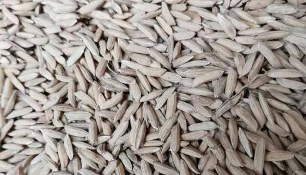 水稻价格多少钱一斤？7月份水稻行情如何？