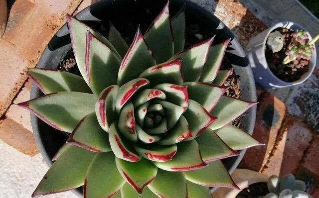 多肉植物乌木,想要养出好状态,除了技术还要有心态,一起来看!