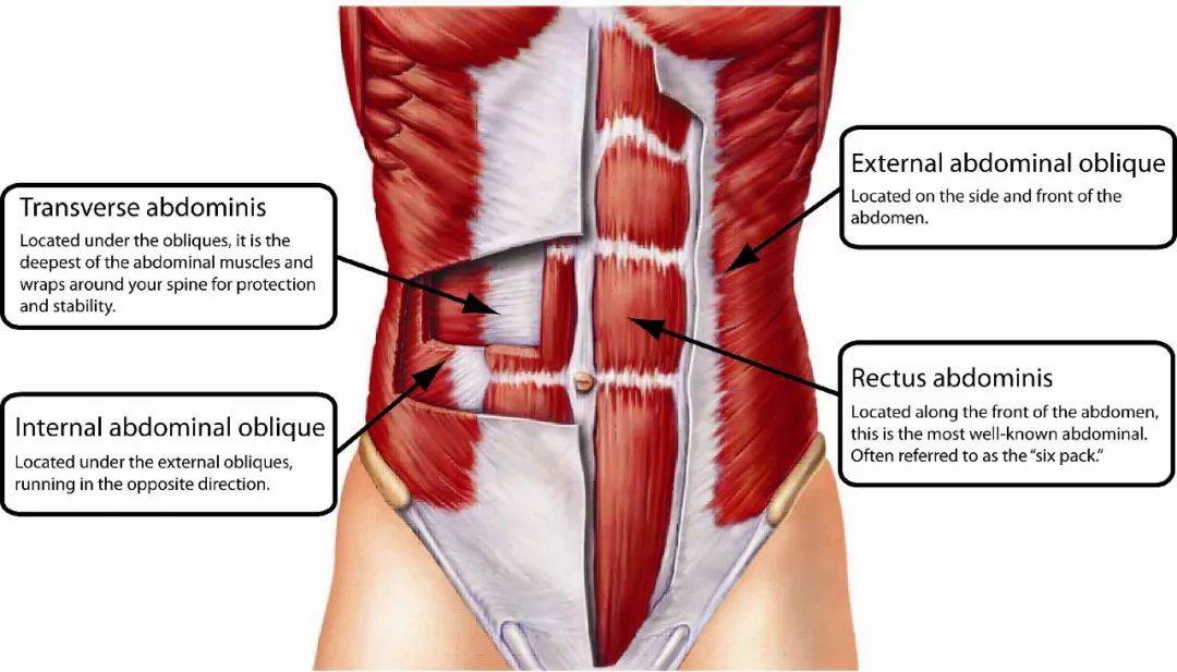 Essentials of Exercise Science for Fitness Professionals: American