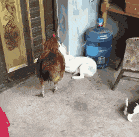 原创搞笑gif:兄弟,你就别纠结细节了,俺还要回家做饭呢