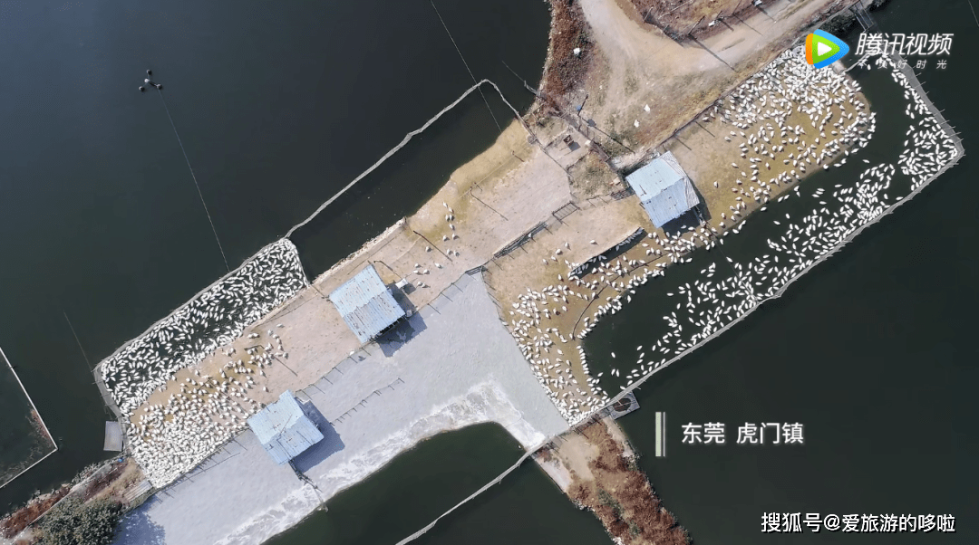 虎门当地人口_虎门大桥图片