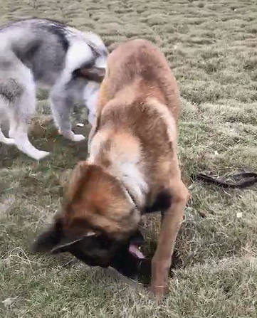 原创马犬被哈士奇带偏了,如今已成功出师,网友大吼:蓝翔毕业的吧!