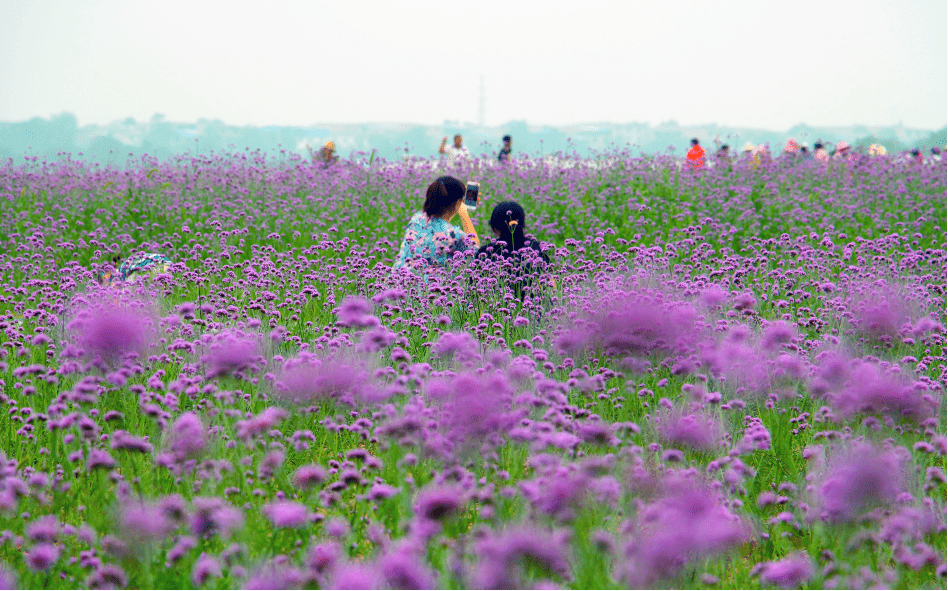 陕西西安:这个夏天 来泾河新城看花海!