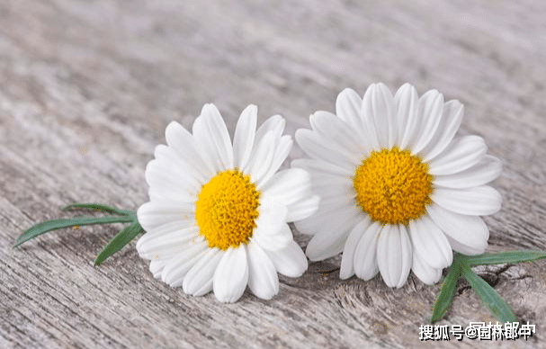 不过与我们平时所见到的小雏菊不同的是他的小雏菊标志缺少了一枚花瓣