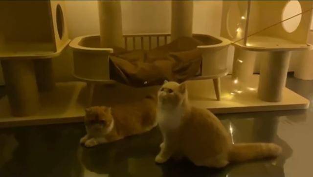 章子怡2亿豪宅曝光，游戏厅游泳池应有尽有，宠