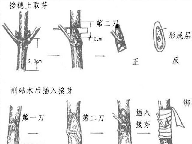 新会陈皮知多少:圈枝柑和驳枝柑,你选对了吗?