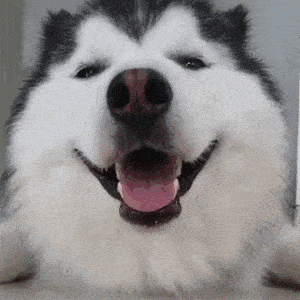 搞笑gif:妹子,你被两个大男人套路了