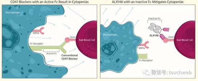 持股|生物医药企业ALX Oncology上市：市值超10亿美元