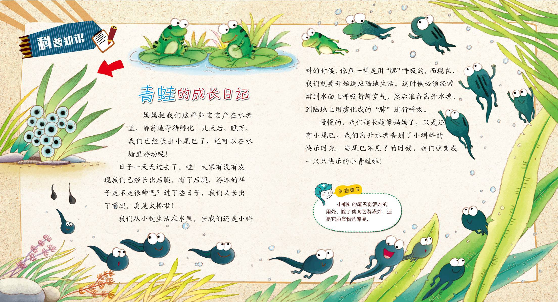 儿童绘本故事推荐《青蛙成长记》
